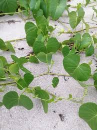 Image result for Ipomoea violacea