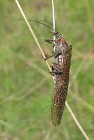 Image result for Pteronia acuminata