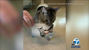 Theft of stories from other sites will not be tolerated! Cat That Went Missing As A Kitten Is Reunited With Owner 15 Years Later In Palmdale Abc7 Los Angeles