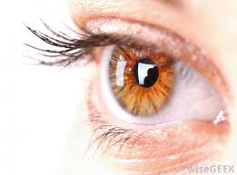 Used to say that you do not believe some.: What Does Apple Of Your Eye Mean With Pictures