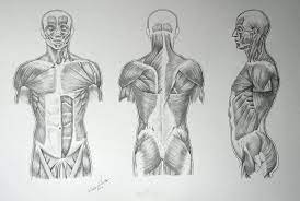 Muscles In Human Body - Video Lesson By Drawing Academy | Drawing Academy