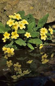 Image result for Primulaceae