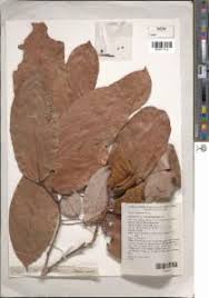 Image result for Crudia