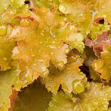 We did not find results for: Amber Waves Coral Bells Shop Heuchera Spring Hill