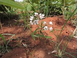 Image result for Polystachya dendrobiiflora