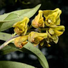 Image result for Polystachya mildbraedii