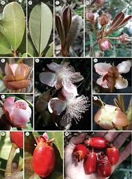 Image result for Eugenia aschersoniana
