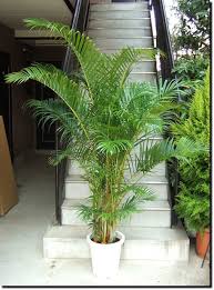 アレカヤシ 観葉植物の育て方