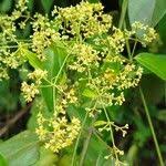 Image result for Secamone filiformis