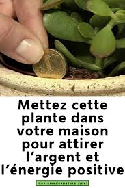 Mettez Cette Plante Dans Votre Maison Pour Attirer L Argent Et L Energie Positive Positivity Energy