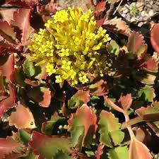 Kalanchoe Sexangularis Six Angled Kalanchoe Succulent K Hexangularis Hort Succulents Plants Growers