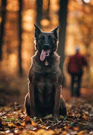 Siyah groenendael'in uzun tüylü ve değişik renkte bir türü gibi görünür. Belgian Malinois