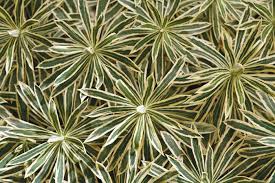 Image result for Euphorbia ugandensis