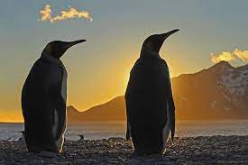 Bbc Frozen Planet In Pictures Penguins Animals Planet Pictures