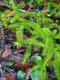 Image result for Lycopodium clavatum