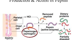 Aqa biology videos by miss taylor. What Is Pepsin