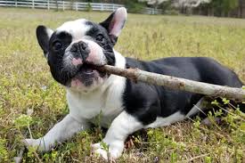French bulldog breeder located in missouri. French Bulldog Breeders In Texas Reviewed Breeder Review