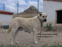 Damizlik Disi Kangallar Satilik Disi Kangal Kopegi
