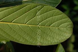 Image result for Beilschmiedia michelsonii