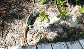 Iguana Island3.
