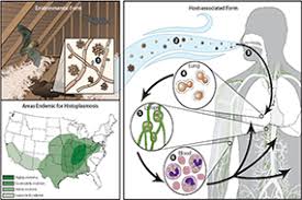 Histoplasmosis Types Of Diseases Fungal Diseases Cdc