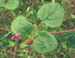 Image result for Boerhavia