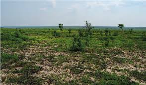 Image result for Cryptosepalum maraviense