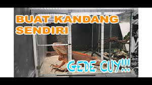 Berikut ini terdapat beberapa cara merawat iguana bagi pemula, terdiri atas: Membuat Kandang Iguana Sendiri Youtube