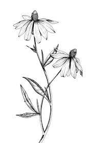Botanical Illustrations By Meghan Witzke At Coroflot Com Flower Sketches Flower Drawing Flower Sleeve
