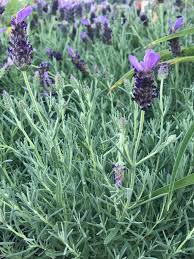 Lavender is both a flowering perennial and a useful herb. Pin On Flowers