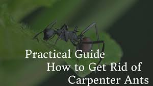 If an infestation is suspected and you need to know how to get rid of carpenter ants, its always best to contact a licensed pest control professional who can assess the situation and recommend a method of carpenter ant extermination. Practical Guide How To Get Rid Of Carpenter Ants 0 Pest