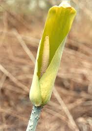 Image result for Anchomanes