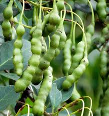 Image result for Maerua angolensis