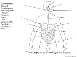 Printable digestive system coloring page. Components Of Digestive System Worksheet Coloring Pages Printable