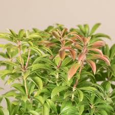 Image result for Pieris japonský bonfire obrázek