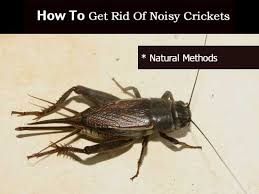 Many cricket species can be a garden pest where they can feast on young plants or flowers, but their damage is usually minor compared to other types of insects. 10 Ways Of Getting Rid Of Stink Bugs Silience Noisy Crickets Noisy Cricket Cricket Plant Care Today