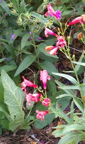 July 1l Penstemon Red Riding Hood Beardtongue Front Garden Bloom Garden