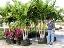 Uf Ifas Okeechobee Extension Service Christmas Palm A K A Adonidia Palm Manila Palm Dwarf Royal P Palm Trees Landscaping Backyard Plants Pool Landscaping