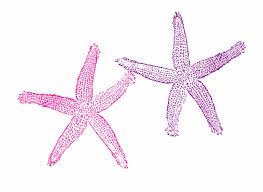 Conchas y estrellas de mar png. Estrella De Mar Purpura Rosa Mar Tropicales Playa Fish Clip Art Transparent Png Download 1611609 Vippng