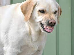 Why Some Dogs Become Protective Of Their Owners Pethelpful