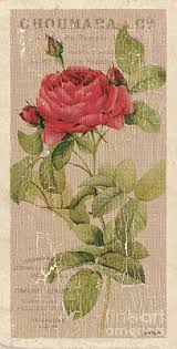 See more ideas about rose painting, vintage flowers, vintage roses. Vintage Rose Wall Art Fine Art America