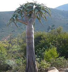 Giant Quiver Tree These Critically Endangered Trees Are Native To Namibia And South Africa Where Many Unusual Succu Endangered Plants Plants Trees To Plant