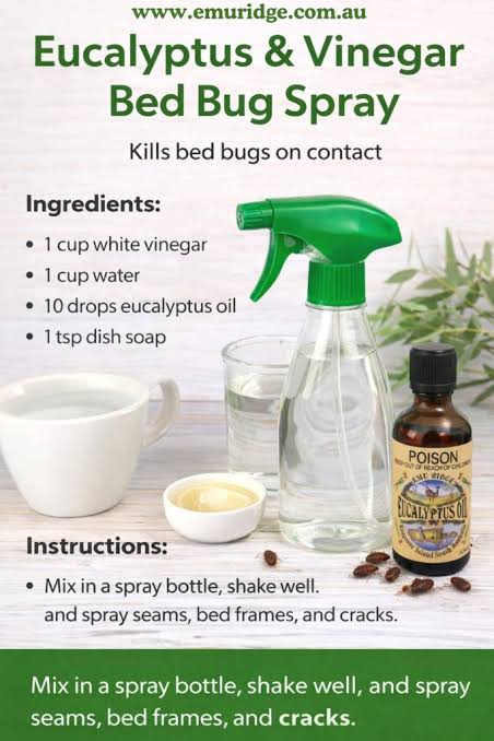 Get Rid of Bed Bugs Naturally with Eucalyptus Oil | Emu Ridge Eucalyptus  Oil Distillery & Online Store