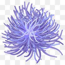 Sea Anemone Png Free Download Floral Design Drawing sea anemones and corals red coral paper , child png clipart. sea anemone png free download floral