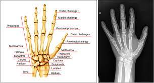 Skeletal structure of a hand i made in order to have a refrence for creating and posing hands more easily. Skeletal Anatomy 4 And An X Ray Image Of A Hand 5 Download Scientific Diagram