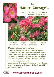 Epingle Sur Jardin Rosiers