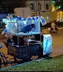 Homeless man builds shelter for dog