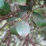 Image result for Scutia myrtina