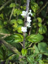 Image result for Stachytarpheta cayennensis