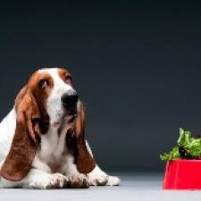 Vegan dog food has been a controversial topic amongst pet parents and veterinarians. Can You Feed Your Dog A Vegetarian Diet Petmd